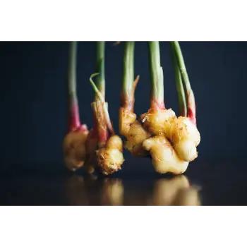 ginger (13)-4947975-22593.webp